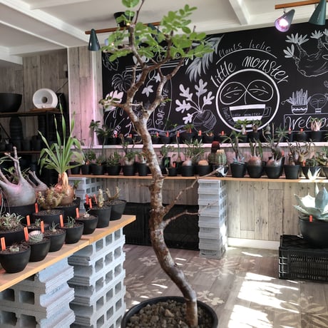 commiphora   monstrosa《 M  size》※現地球発根済株※店主国内管理3年株※weight低く枝振りも抜群な良樹形モンスト‼︎※mad black pot植え