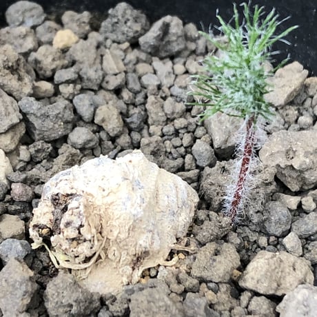 eriospermum dregei《M size》驚愕‼︎冬型激希少種※現地球発根後店主国内管理5年株※まず出回らない現地球株‼︎ビッグサイズ立体塊根＆極美しい葉※mad black pot植え
