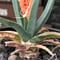 leuchtenbergia  principis 晃山《S size》※現地球株発根済※小振りながらも味深く強靭で育てやすい一属一種の有望株※black bowl pot植え
