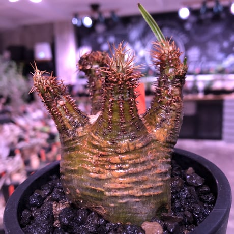 pachypodium  gracilius《大きめS size》希少green肌ぼってり樹形※現地球発根済株※店主国内管理2年株※weight＆枝振り良き将来有望株※mad black pot植え