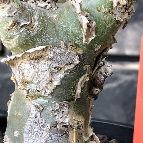 tylecodon  reticulatus《M size》※現地球発根済株※店主国内管理4年株※棘も多く残っており幹太めな味深き一株‼︎美しさ &impact絶大※mad black pot植え