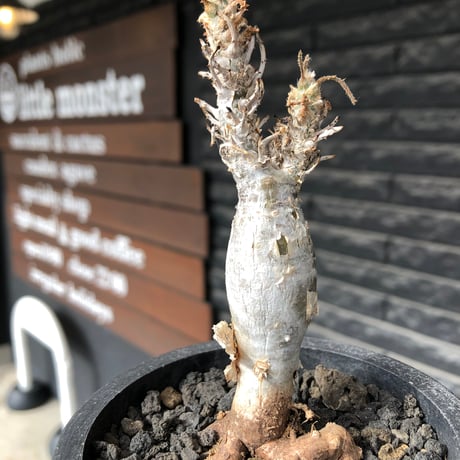 sesamothamnus rivae《小さめM size》※現地球株発根済※小振り現地球株は逆に珍しく白く美しくも味深き表皮のメクれが堪らなく枝振りも良き一株※black pot植え