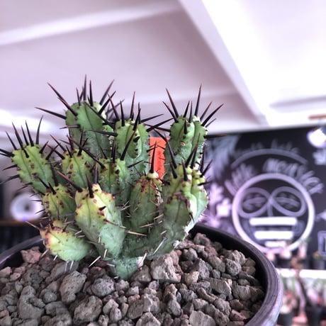 euphorbia enopla《M size》希少‼︎monst株※鋭い黒棘にこの丈ながらwildな躍動感とweightも低く枝振りbalance良きモンスト株※mad black pot植え