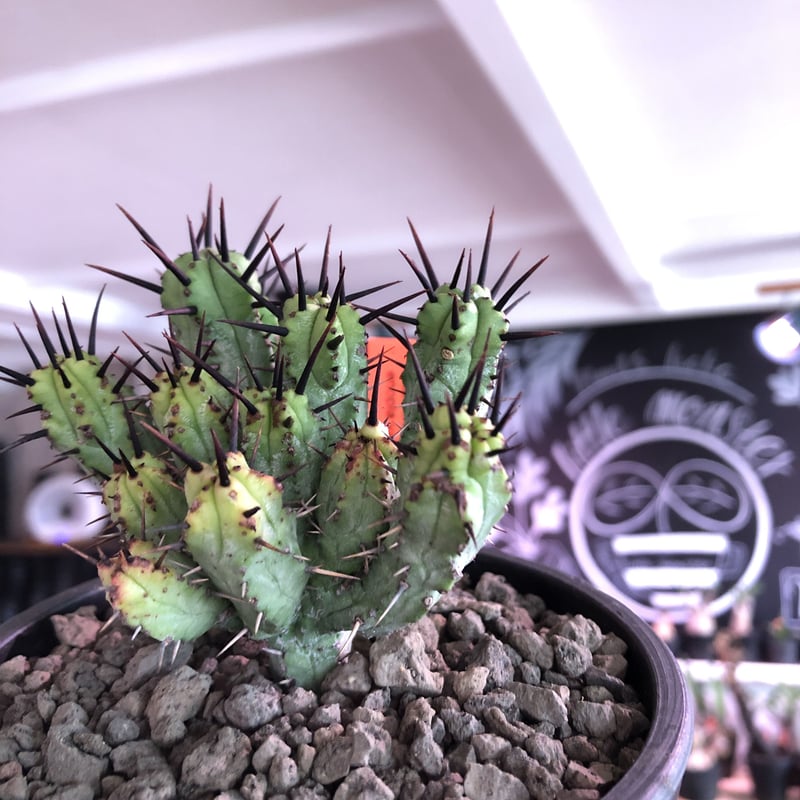 新種【海外実生】ユーフォルビア・エムウィラ/Euphorbia Mwila⑤ 新種