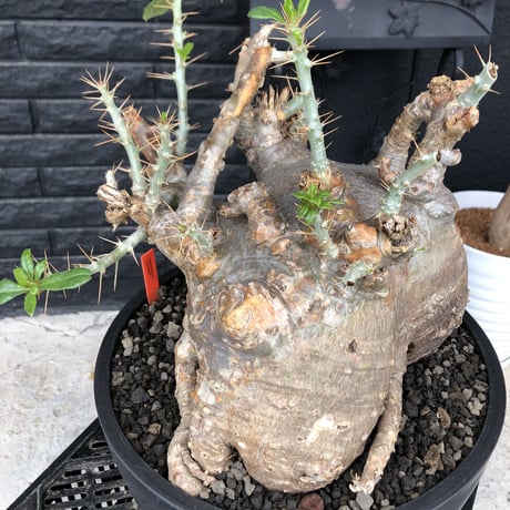 packypodium  saundersii《XL  size》現地球発根済株※店主国内管理6年株※big monster‼️年代物wild木質化驚愕株‼︎※mad black bowl pot植え
