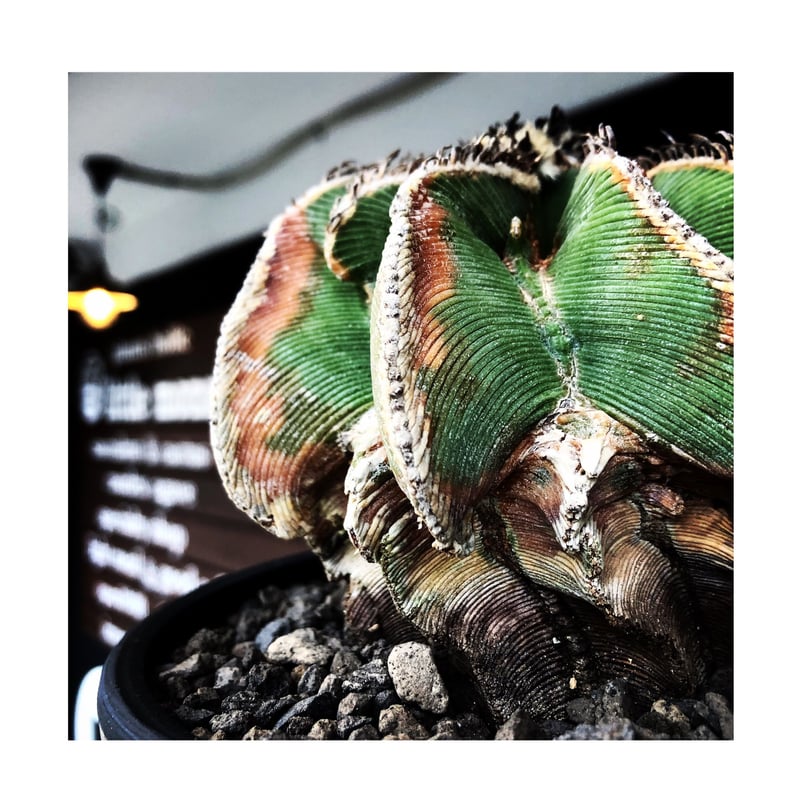 aztekium hintonii《LL size》※現地球発根後店主国内管理22年株※マニア