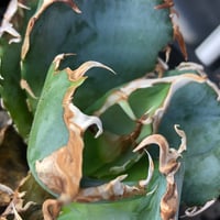 エボリスピナ・コミフォラグイドッティ 現地球 commiphora guidotti《L size》 | plants holic