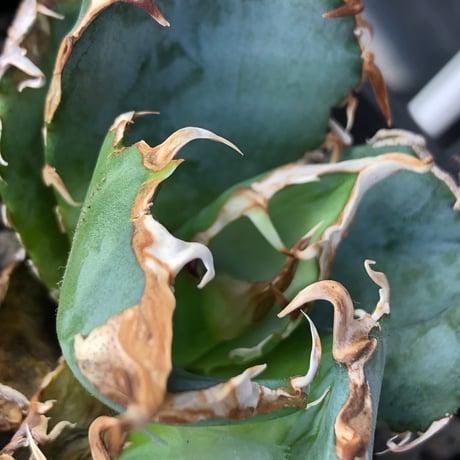 agave titanota  白鯨陽炎type《M size》※現地球株発根済※ウネウネ強き鋸歯に幅広肉厚タイプ※black pot植え