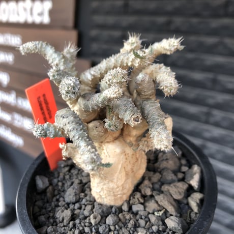 euphorbia tulearensis《 L size》※現地球発根後店主国内管理3年株※驚愕‼︎希少性激高塊根ユーフォルビア‼︎大きめ塊根株※mad black pot植え
