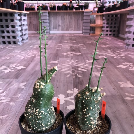 adenia   globosa《M  size》