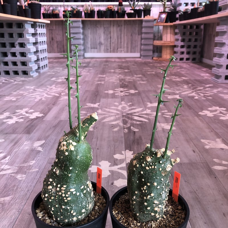 adenia globosa《M size》 | plants holic 