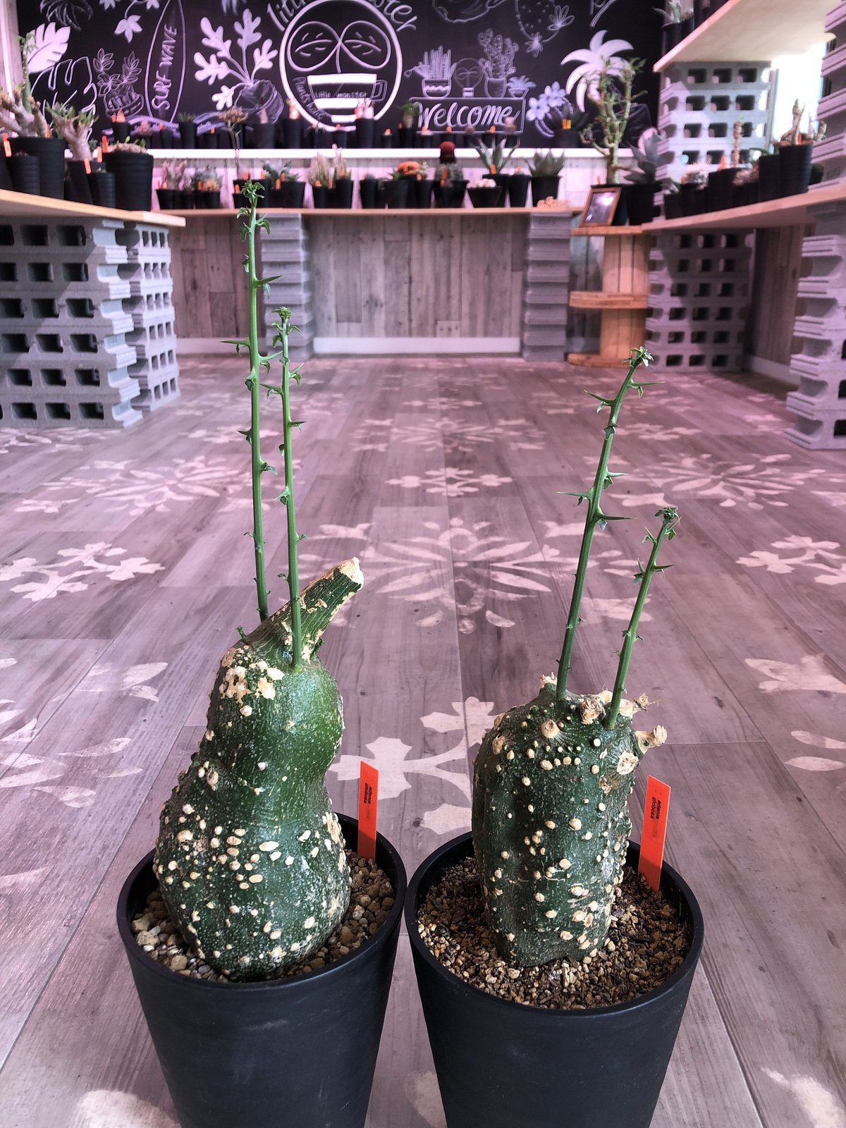 大株　アデニア　グロボーサ　現地球　発根済み Ancientconical Pot S + アデニア・グロボーサ | 多肉植物・特別な鉢の