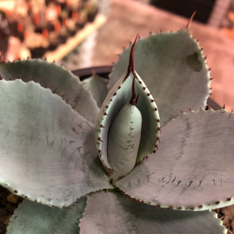 agave  pygmaea  dragon toes《M  size》※発根済株※店主国内管理2年株※良きcolor良きサイズ感‼︎極美オススメ株※mad black pot植え※限定2株