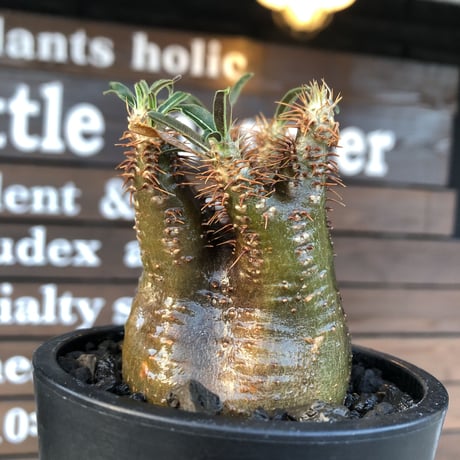 pachypodium  gracilius《大きめS size》激希少‼︎極green肌&赤棘※現地球発根済株※店主国内管理2年株※短枝ぼってり樹形＆枝振りも◎※mad black pot植え