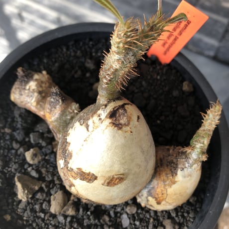 pachypodium gracilius《M size》現地焼け肌&4-he'd株※現地球発根後店主国内管理3年株※まさに🥚卵のかの如く‼️渾身の一株※mad black bowl pot植え