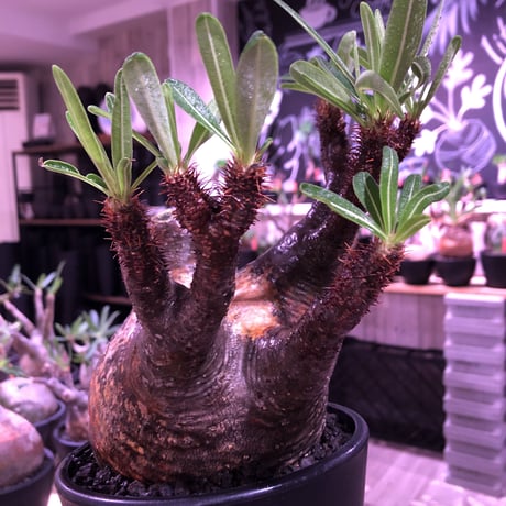 packypodium  gracilius《L  size》※現地球発根済株※店主国内管理3年株※現地焼けの自己主張強きぼってりwildグラキ‼︎※mad black pot植え