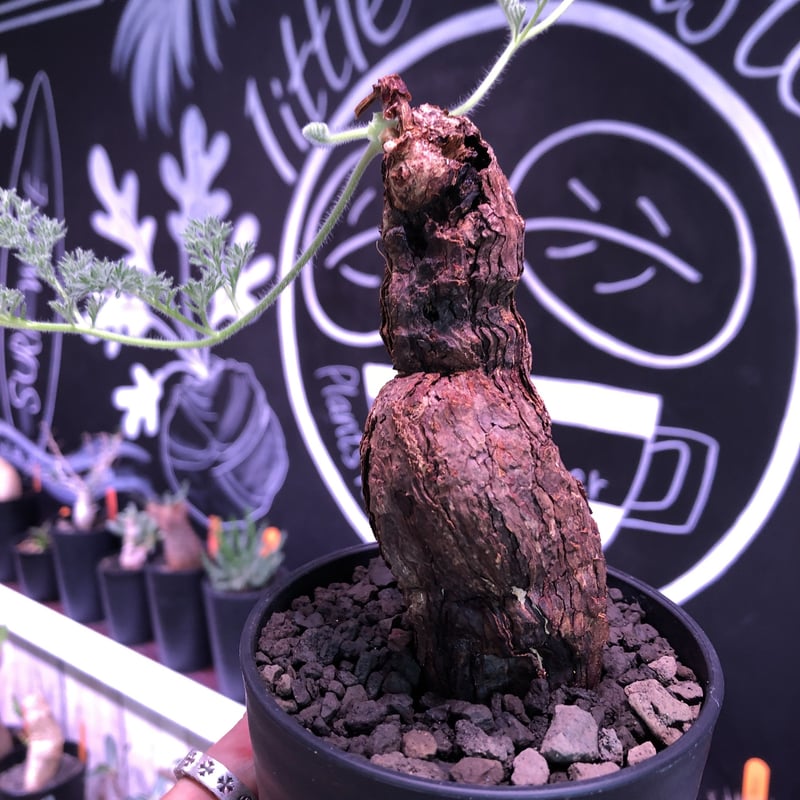 ペラルゴニウム　トリステ (Pelargonium triste) ペラルゴニウム トリステ／Pelargonium triste no.42418 | 芽の巣山