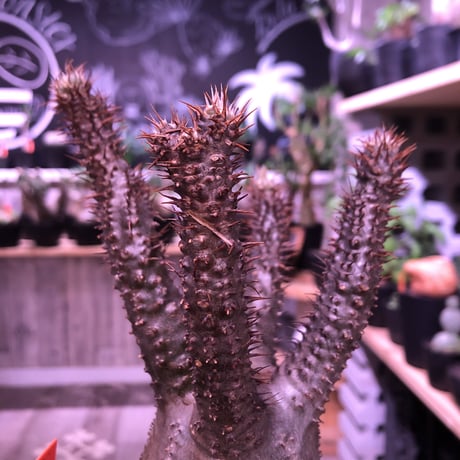 packypodium  gracilius《M  size》※現地球発根済株‼︎※四つ枝で大変balance良き株のぼってり感も主張された選抜株‼︎手乗りサイズ‼︎※mad black pot植え