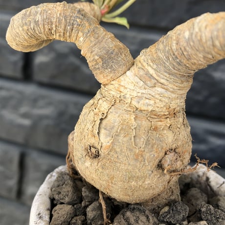 euphorbia  fishbone《 M size》※現地球発根済株※発根後店主国内管理3年株※激希少‼︎今や流通少なきフィッシュボーン‼︎※陶器鉢植え