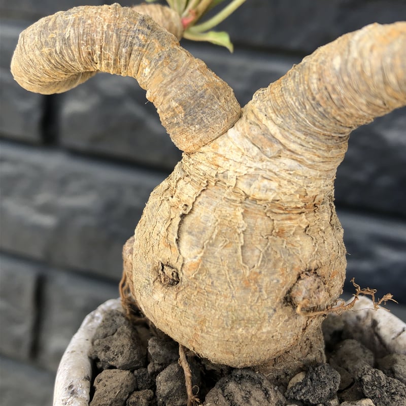 euphorbia fishbone《 M size》※現地球発根済株※発根後店主国内 euphorbia fishbone《 M size》※現地球発根済株※発根後店主国内
