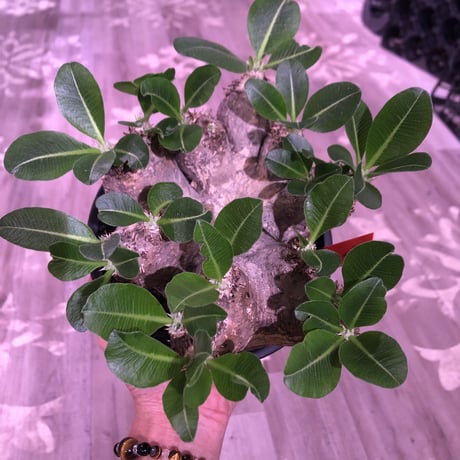 packypodium   roslatum var. eburneum（L size）※発根済み株‼︎ wildでblackな荒々しい装い‼︎※店主管理5年株‼︎※mad black pot植え