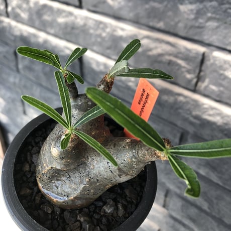 pachypodium gracilius《大きめS size》※現地球発根後店主国内管理3年株※短枝の上、岩肌なあたって育った想像ができる味深き凹みを持つ一株※mad black pot植え