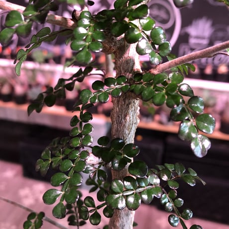 opercullicarya   decaryi  littmon  seed🌱《7年株》※長きに渡り育て管理、幹のボコボコ強きパワータンクもゴツいオススメ株※mad  black  pot植え
