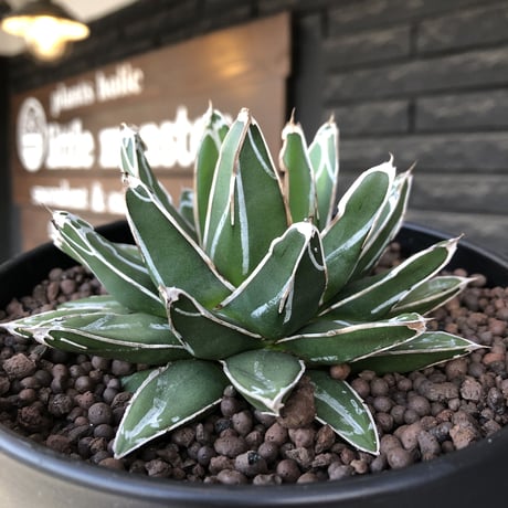agave  笹の雪《大きめM size》※現地球発根後店主国内管理2年株※締まり良きbalanceも美しいbest size※blackプラ鉢植え