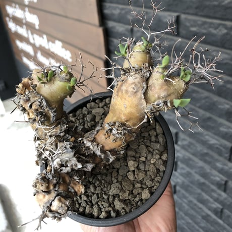 tylecodon  reticulatus《大きめM size》※現地球発根済株※店主国内管理3年株※weight低く幹も太い‼︎wild過ぎでimpact絶大‼︎※mad black pot植え
