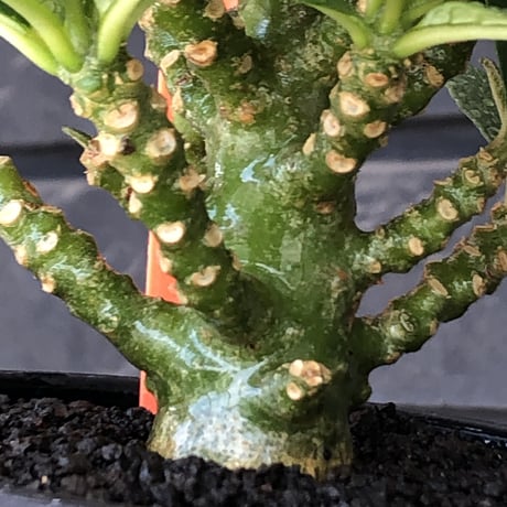 希少‼︎dorstenia   gigas《大きめM size》littmon  seed🌱7年株※極ぼってり株元に半端ない枝振りなリトモン渾身の一株※mad black bowl pot植え