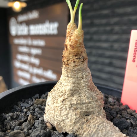 euphorbia fishbone《M size》※現地球株発根済※希少‼︎現地球株は極めて流通少なく愛くるしさと味深き白花も醍醐味※black pot植え