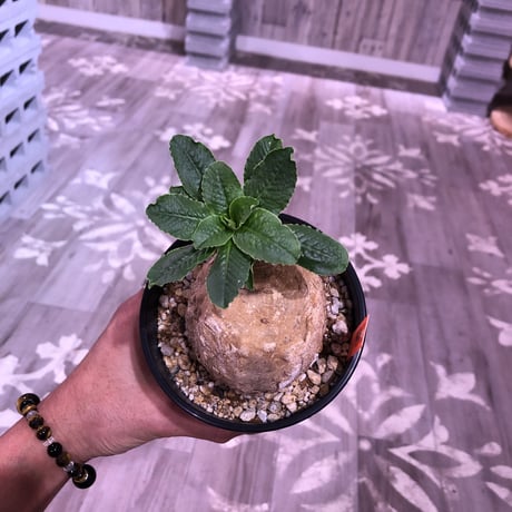 euphorbia    primulifolia  レア極球体or稀ビッグプリムリ《L size》