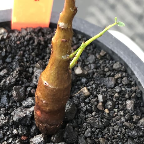 senna  meridionalis《 S size》littmon seed🌱※小振りながら大切に育てた堪らなキュートなセンナ※mad black pot植え