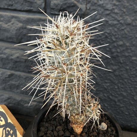 didierea  madagascariensis《M size》Ｗ-he'd株（二分頭）※激希少株※シルバーの棘に覆われたイカした奴　※mad  black  pot植え