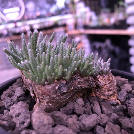 avonia   alstoni 《L L   size》※特化した塊根樹形を持つアルストニー希少大株※ mad black bowl pot植え