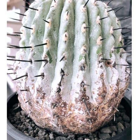 copiapoa cinerea 黒王丸《大きめL size》激希少※現地球発根後店主国内管理15年株※選抜特選株※mad black bowl pot植え