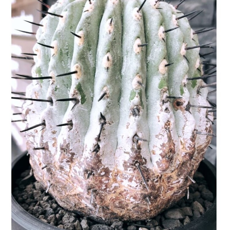 copiapoa cinerea 黒王丸《大きめL size》激希少※現地球発根後 copiapoa cinerea 黒王丸《大きめL size》激希少※現地球発根後