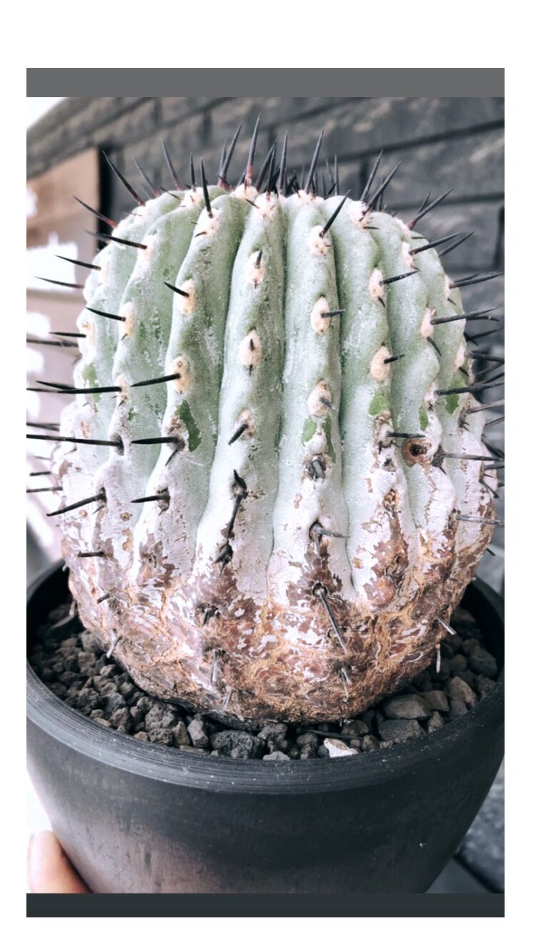 copiapoa cinerea 黒王丸《大きめL size》激希少※現地球発根後 copiapoa cinerea 黒王丸《大きめL size》激希少※現地球発根後