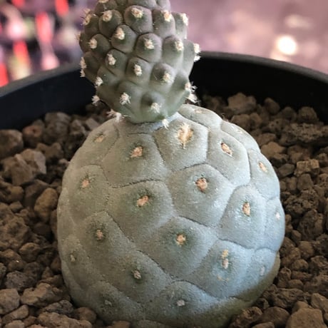 tephrocactus geometricus 《M size》※現地球株カキ仔発根済※①丸々とかわいく綺麗な玉型維持のカキ仔※black bowl pot植え