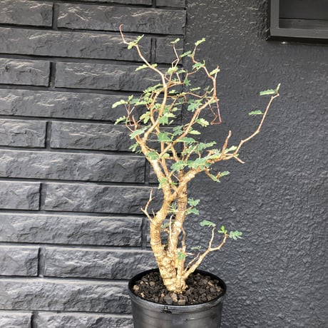 senna  meridionalis《  L L  size》※現地球発根済株※店主国内管理5年株※大変極上のbigセンナ‼︎幹曲がり仕立ての上、幹幅も太く！激オススメ株‼︎※tall pot植え