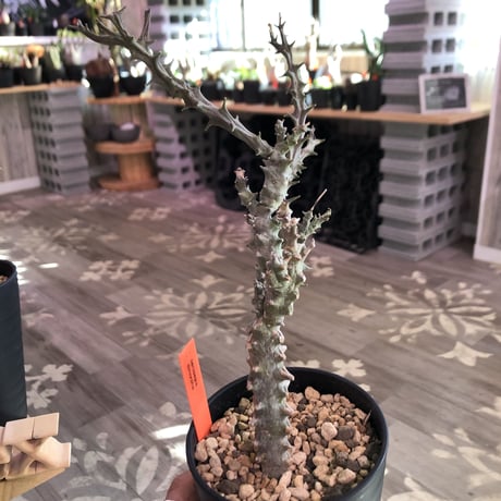 ceropegia   dimorpha《M size》※独創性高き二色のmonster‼︎※限定２株