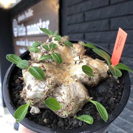 pachypodium brevicaule恵比寿笑い《大きめM size》※現地球発根後店主国内管理3年株※手乗り丁度良きサイズ感‼︎威勢よく展開中🌱※mad black pot植え