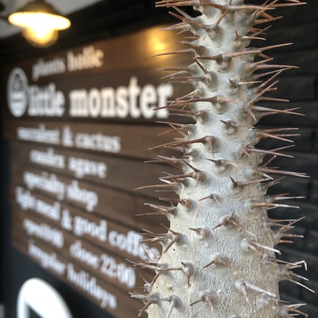 pachypodium  ambongense《L size》驚愕激希少種※現地球発根済株※店主私物株‼︎国内管理5年※現地球ならではの極白肌を持つ良樹形※mad black bowl pot植え