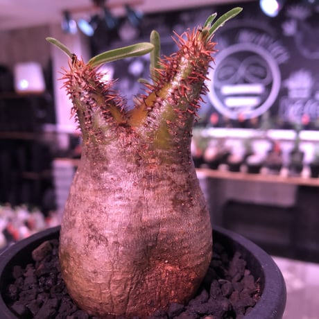pachypodium  gracilius《大きめS size》極赤肌＆良樹形※現地球発根済株※店主国内管理2年株※樹形は可愛く＆エグいほどwildな極赤肌な良樹形※mad black pot植え
