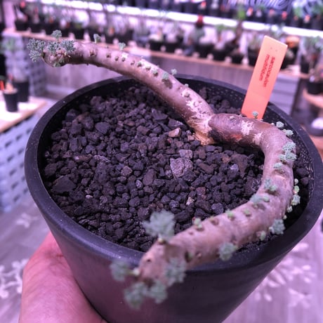 sarcocaulon   multifidum《L size》※ピンクの花も葉も可愛い人気者  ※mad  black  pot植え