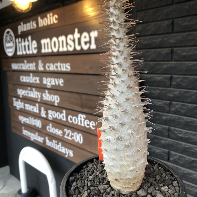 pachypodium ambongense《L size》驚愕激希少種※現地球発根済株※店