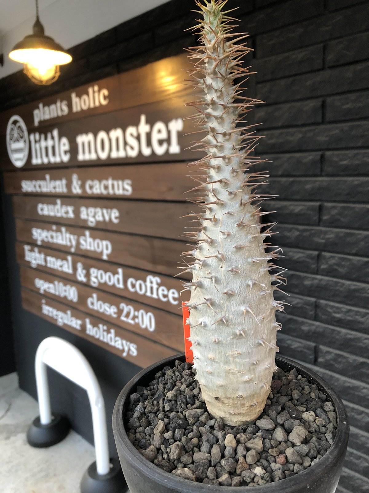 pachypodium ambongense《L size》驚愕激希少種※現地球発根済株 pachypodium ambongense《L size》驚愕激希少種※現地球発根済株