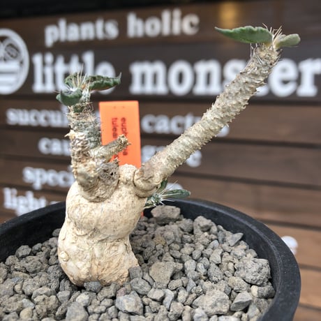 euphorbia tulearensis《 M size》※現地球発根後店主国内管理3年株※驚愕‼︎希少性激高塊根ユーフォルビア‼︎balance良き一株※mad black pot植え