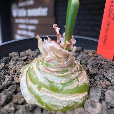 albuca spiralis cv.frizzle sizzle《L size》※littmon seed株※より強くカールが出る良きサイズなフリズルシズル‼︎※black bowl pot植え