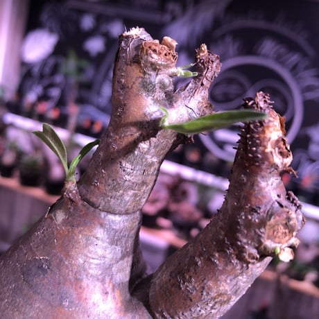 packypodium  gracilius《M  size》茶肌＆希少二頭枝※現地球発根済株※かなり上品なcolor‼︎ぼってり樹形で良きサイズ感のためオススメ株※mad black pot植え